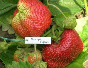 Клубника "ЧАМОРА ТУРУСИ" (6 шт.)