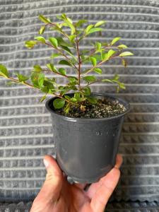 Лагерстрёмия индийская Lagerstroemia indica