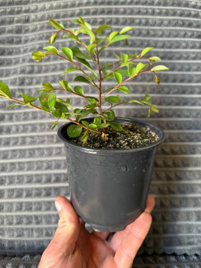 Лагерстрёмия индийская Lagerstroemia indica
