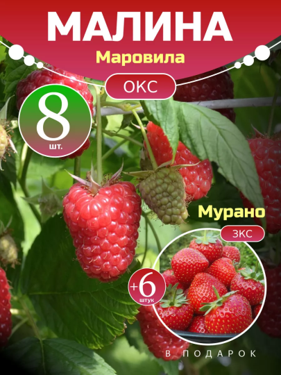 Малина Маровила комплект саженцев 8 шт + клубника Мурано