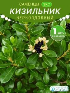 Кизильник Черноплодный саженец