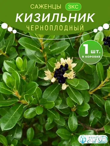 Кизильник Черноплодный саженец